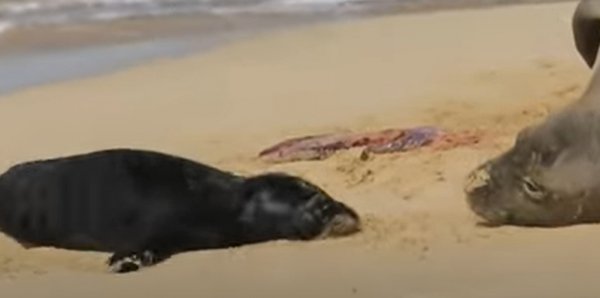 一头雌性夏威夷最近发生的新闻大事件僧海豹幼崽被一只未栓绳的狗咬伤致死
